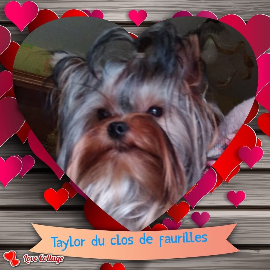 Taylor du clos des faurilles