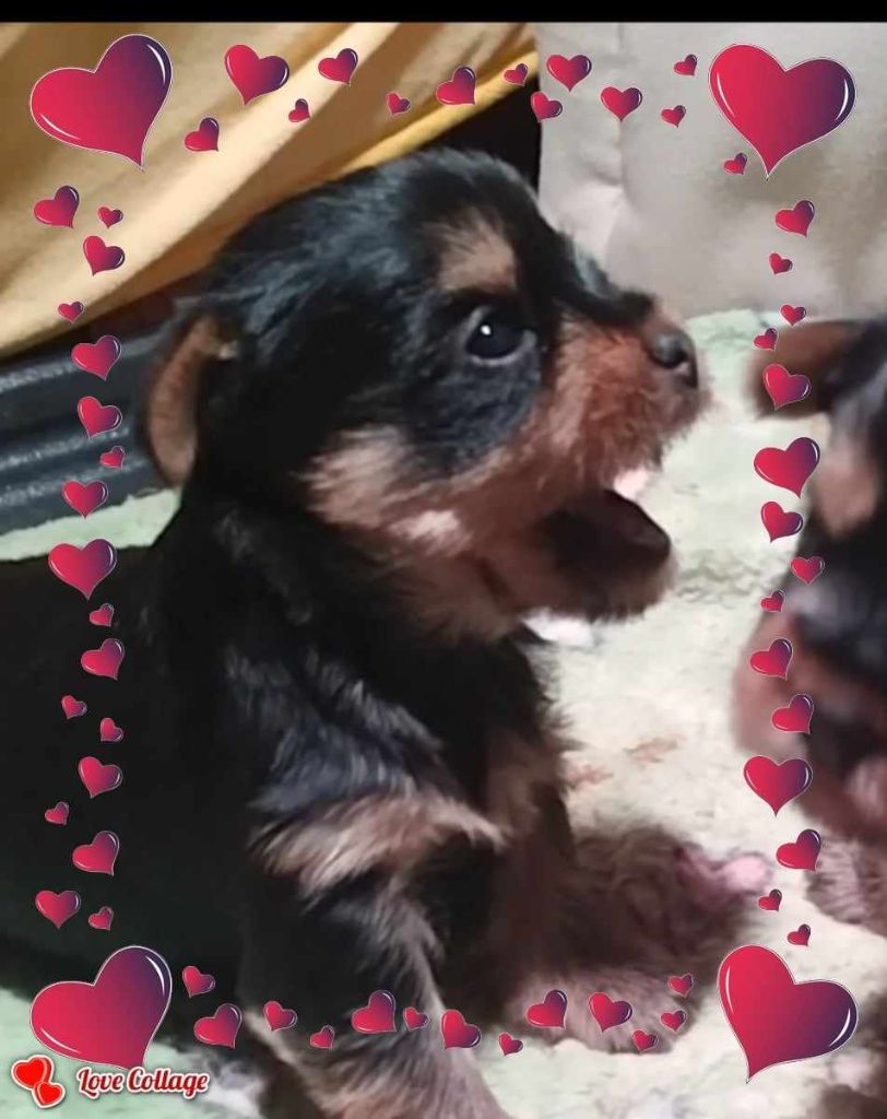 Domaine De Nati - Chiot disponible  - Yorkshire Terrier