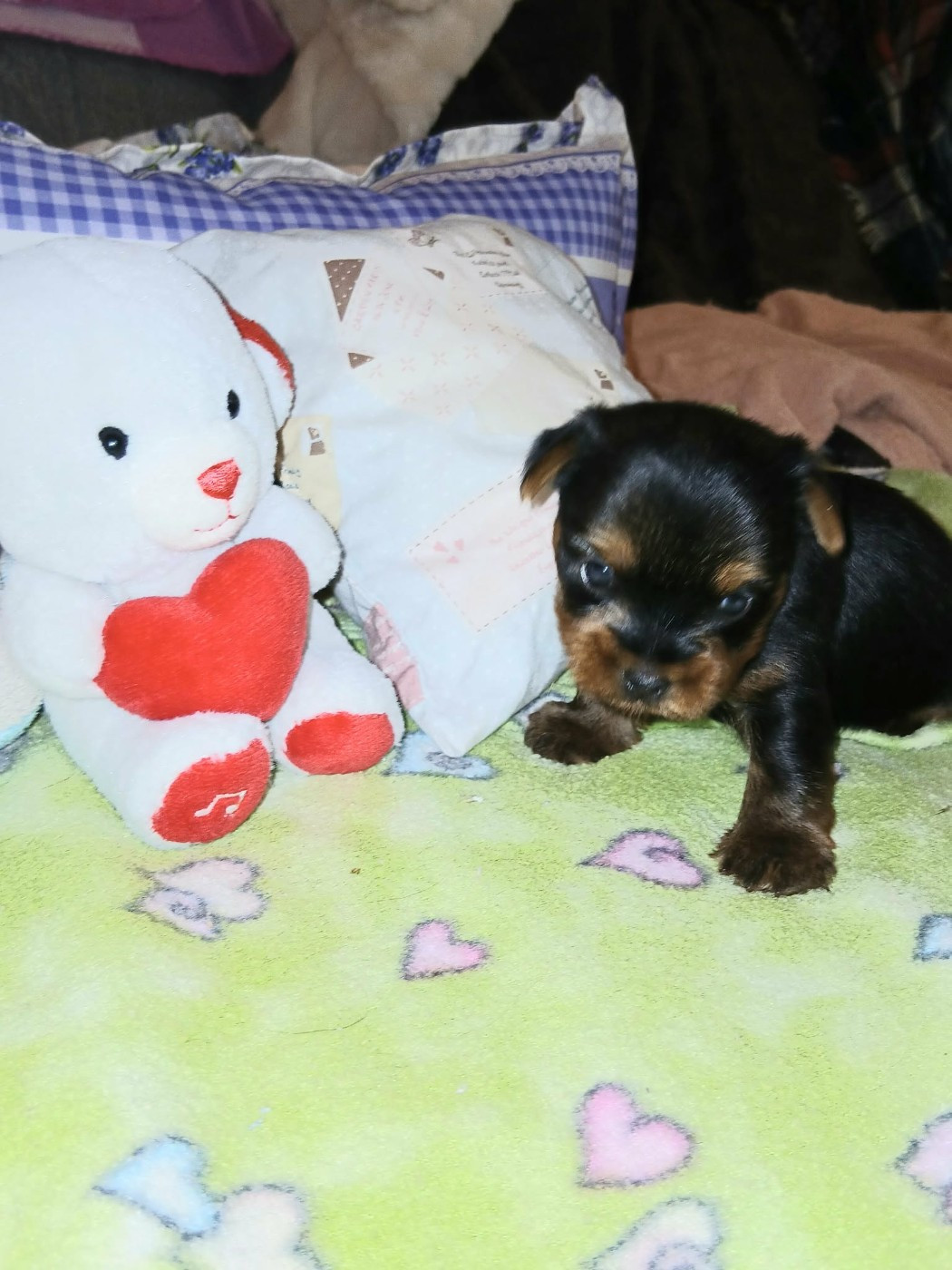 Domaine De Nati - Chiots disponibles - Yorkshire Terrier