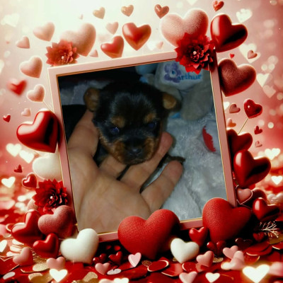 CHIOT 2