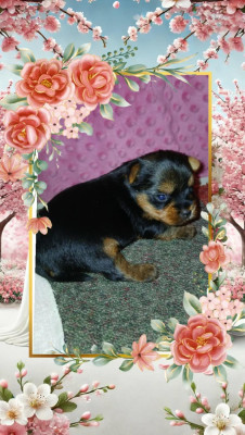 CHIOT 1